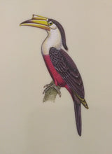 Load image into Gallery viewer, Hornbill Bird Painting Artwork