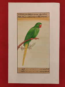 Hand Painted Parrot Bird Birds Miniature Painting India Artwork Paper Nature - ArtUdaipur