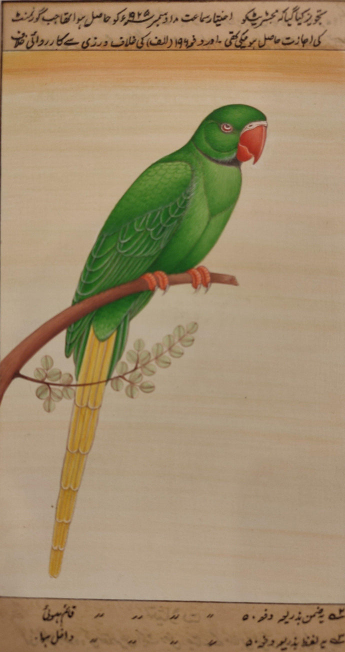 Parrot Bird Painting Artwork