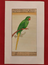 Load image into Gallery viewer, Hand Painted Parrot Bird Birds Miniature Painting India Artwork Paper Nature - ArtUdaipur