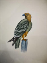 Load image into Gallery viewer, Hand Painted Eagle Bird Birds Miniature Painting India Artwork Paper Nature - ArtUdaipur