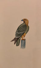 Load image into Gallery viewer, Hand Painted Eagle Bird Birds Miniature Painting India Artwork Paper Nature - ArtUdaipur