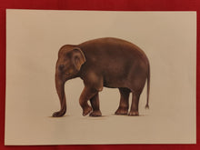 Load image into Gallery viewer, Hand Painted Elephant Animal Miniature Painting India Art Nature Paper WildLife - ArtUdaipur