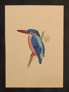 Indian Miniature Paintings of Bird