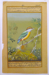 Bird Collection on Paper
