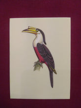 Load image into Gallery viewer, Great HornBill Bird Indian Miniature Painting Exotic - ArtUdaipur