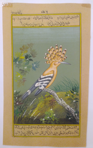 Hoopoe Bird Birds Miniature Painting India Art Nature Fine Art - ArtUdaipur