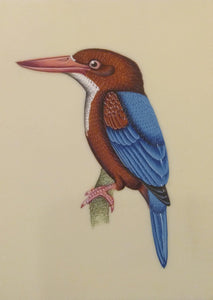 KingFisher Bird