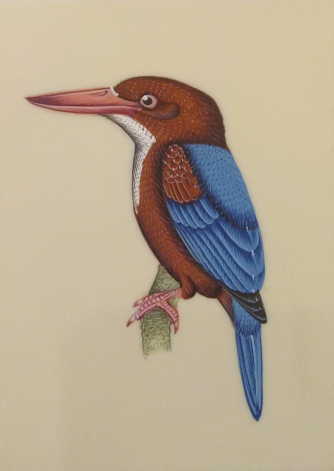 KingFisher Bird
