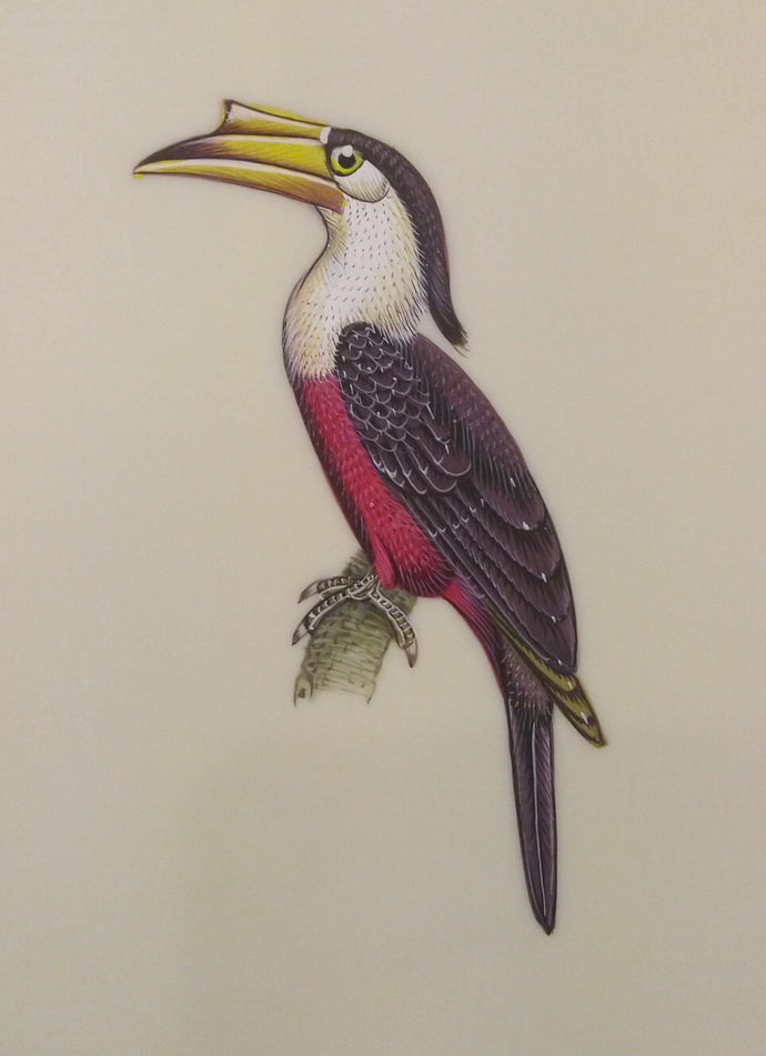Hornbill Bird Painting Artwork