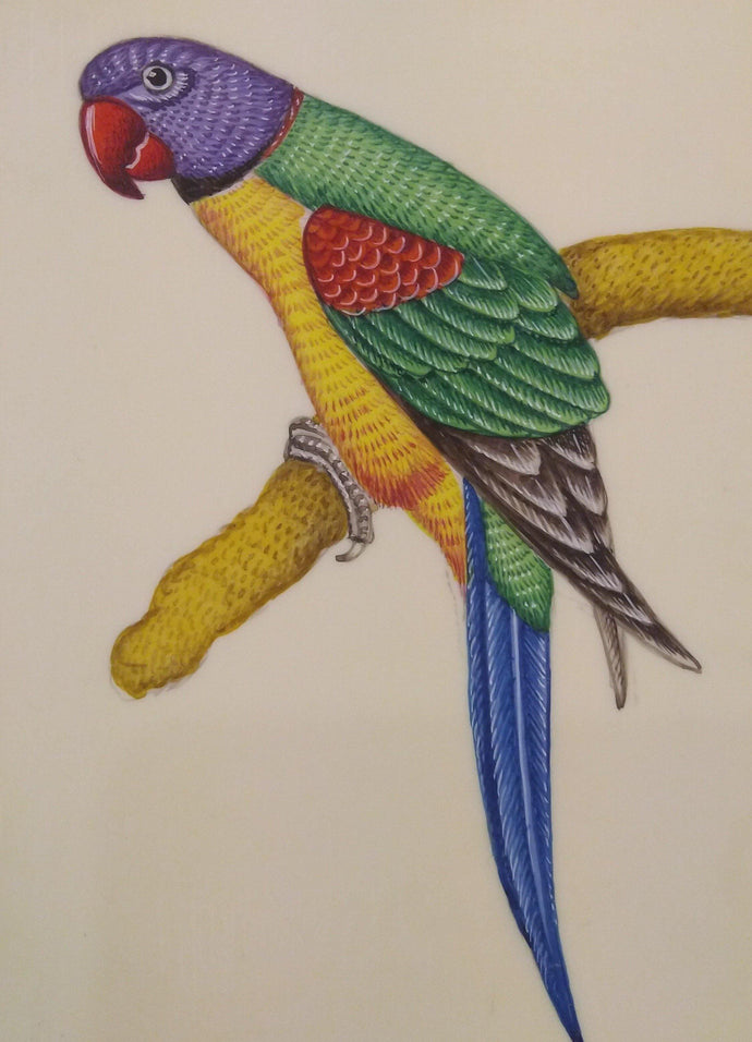Parrot Bird