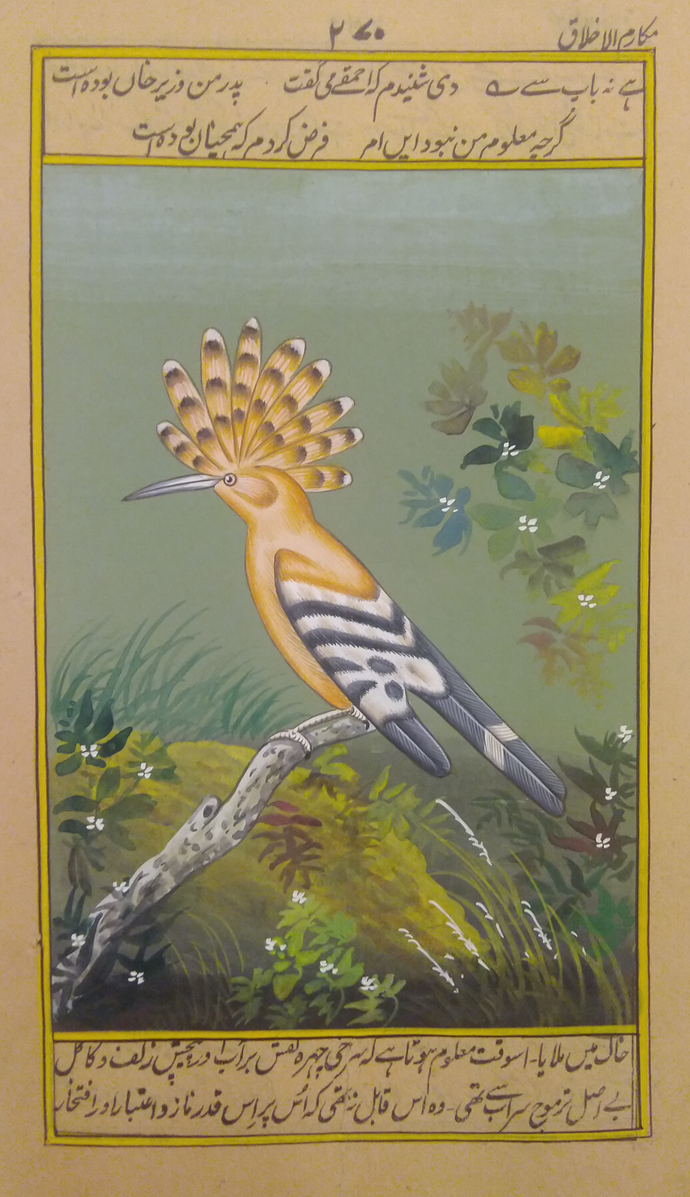 Bird Painting HornBill Artwork