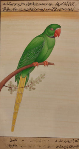 Parrot Bird Painting Artwork
