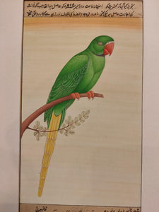 Hand Painted Parrot Bird Birds Miniature Painting India Artwork Paper Nature - ArtUdaipur