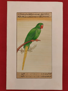 Hand Painted Parrot Bird Birds Miniature Painting India Artwork Paper Nature - ArtUdaipur
