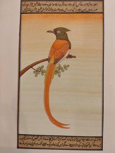 Large Bird Collection to Art Lovers