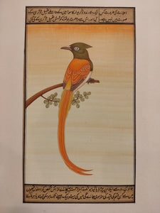 Nature Bird Collection