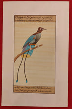 Load image into Gallery viewer, Ornithology Bird Collection Art

