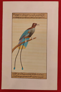 Ornithology Bird Collection Art