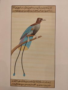Large Collection of Birds for Watchers