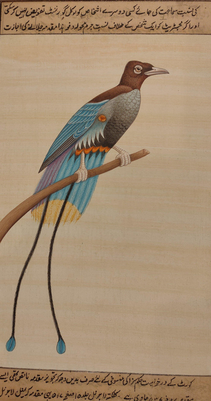 Birds Painting Artwork Nature