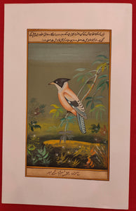 Bird Watchers and Collectors