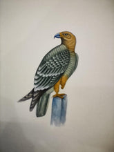 Load image into Gallery viewer, Hand Painted Eagle Bird Birds Miniature Painting India Artwork Paper Nature - ArtUdaipur
