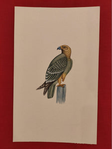 Hand Painted Eagle Bird Birds Miniature Painting India Artwork Paper Nature - ArtUdaipur
