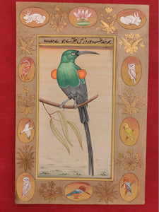 Beautiful Collection of Bird Paintings