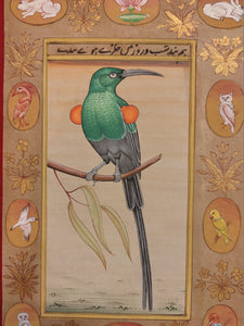 Hornbill Bird Collection