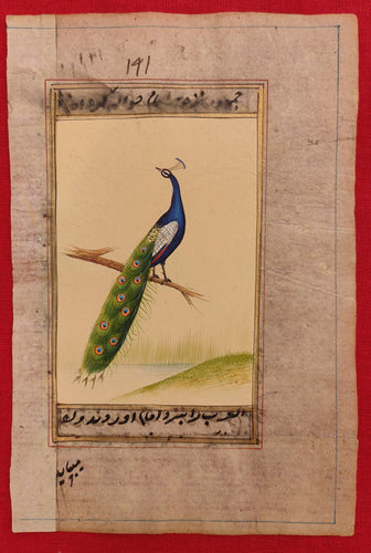 Peacock Painting Artwork