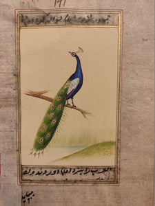 Peacock Bird on Old Paper Miniature Painting India - ArtUdaipur