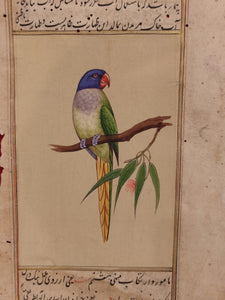 ColorFul Peacock Bird on Old Paper Painting Miniature - ArtUdaipur