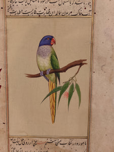 ColorFul Peacock Bird on Old Paper Painting Miniature - ArtUdaipur