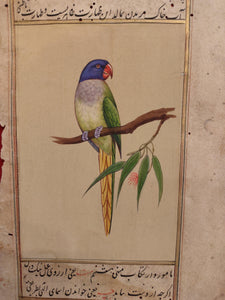 ColorFul Peacock Bird on Old Paper Painting Miniature - ArtUdaipur