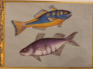 Fish painting Art Collection