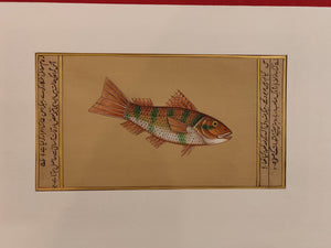 Fish Animal Miniature Painting India Art Nature on Paper Aquatic - ArtUdaipur