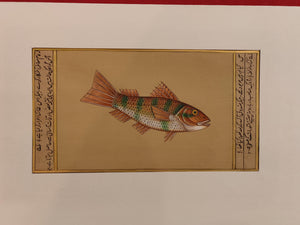 Fish Animal Miniature Painting India Art Nature on Paper Aquatic - ArtUdaipur