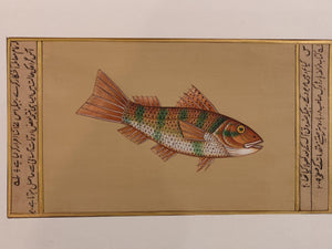 Fish Animal Miniature Painting India Art Nature on Paper Aquatic - ArtUdaipur