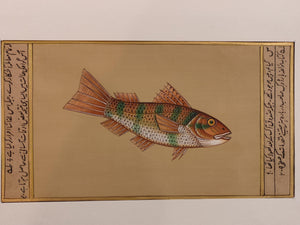 Fish Animal Miniature Painting India Art Nature on Paper Aquatic - ArtUdaipur