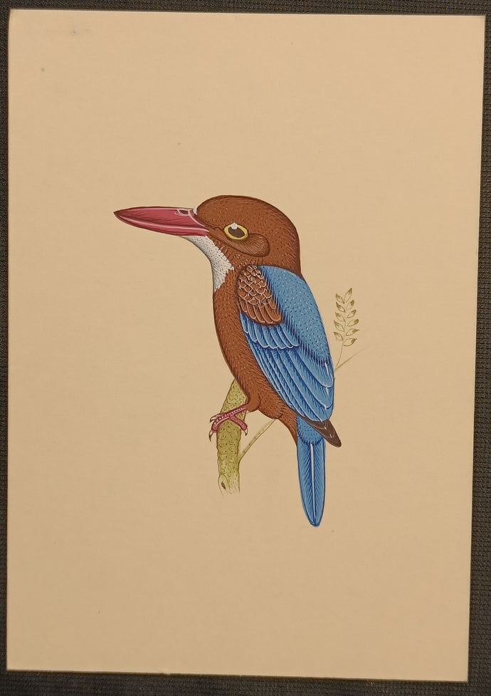 KingFisher Bird