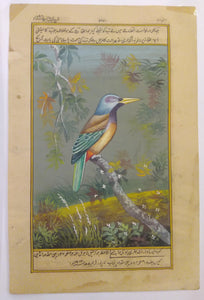 KingFisher Bird Art Collection