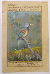 KingFisher Bird Art Collection