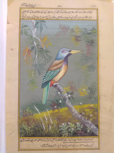 Buy KingFisher Online