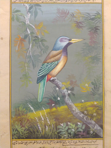 Bird Painting Art Collection