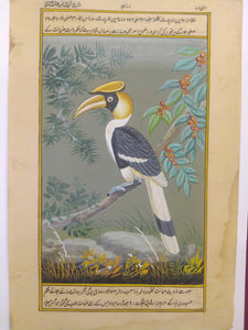 Great Hornbill Indian SubContinent on Paper Art Collection Painting - ArtUdaipur