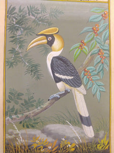 Great Hornbill Indian SubContinent on Paper Art Collection Painting - ArtUdaipur