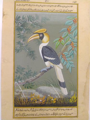 HornBill Bird Painting