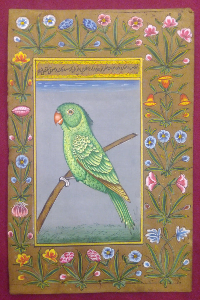 Parrot Birds