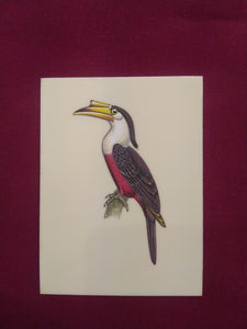 Great HornBill Bird Indian Miniature Painting Exotic - ArtUdaipur